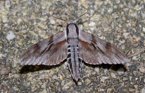 Sphinx maurorum